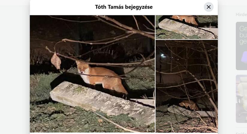 Vuk benézett Debrecenbe, rókát fotóztak az Epreskertben