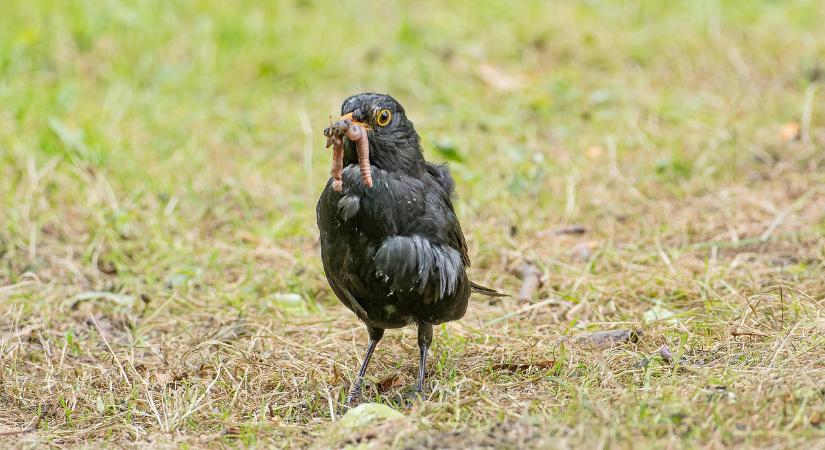 A talajélet mint biztonsági tényező
