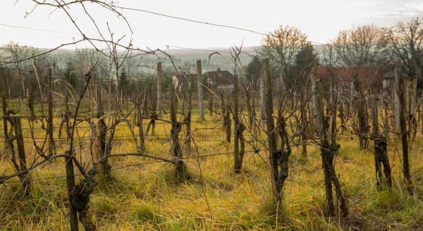 Ásó, kapa, gereblye 150. - Számadás a szőlőben