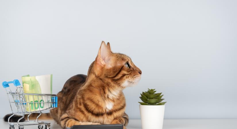 Gazdik vallottak őszintén a cicatartás valódi költségeiről