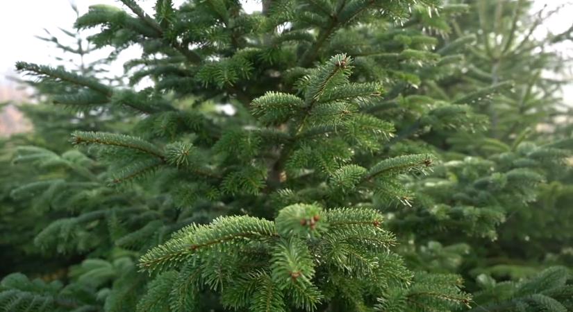 Nordmann, ezüst, luc vagy mű? Mutatjuk, mennyibe kerülnek idén a karácsonyfák