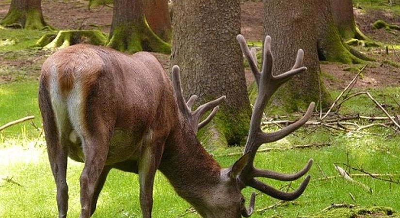 Horror a vadfeldolgozóban: tonnányi húst vontak ki a forgalomból