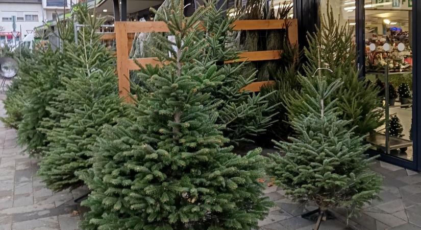 Közeleg az ünnep, Győrben is elindult a fenyővásár