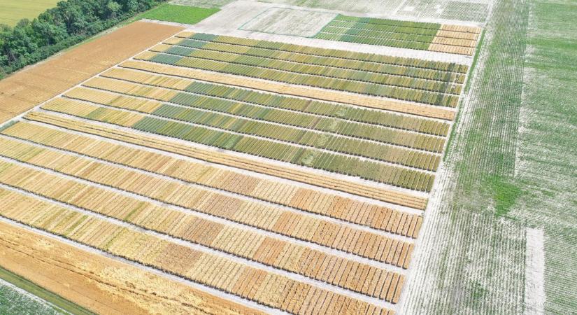 Az 5G lehet a fenntartható mezőgazdaság kulcsa – hazai projekt mutatja az utat