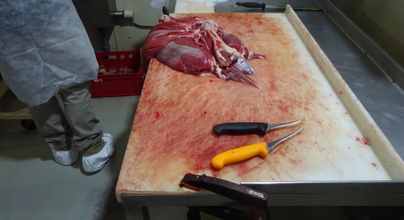 Horrorüzemre csaptak le a hatóságok – videó