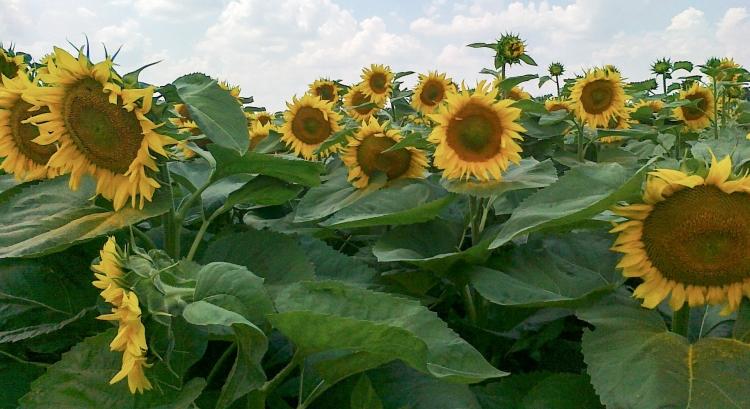 Ígéretes új napraforgók bővítik a kínálatot