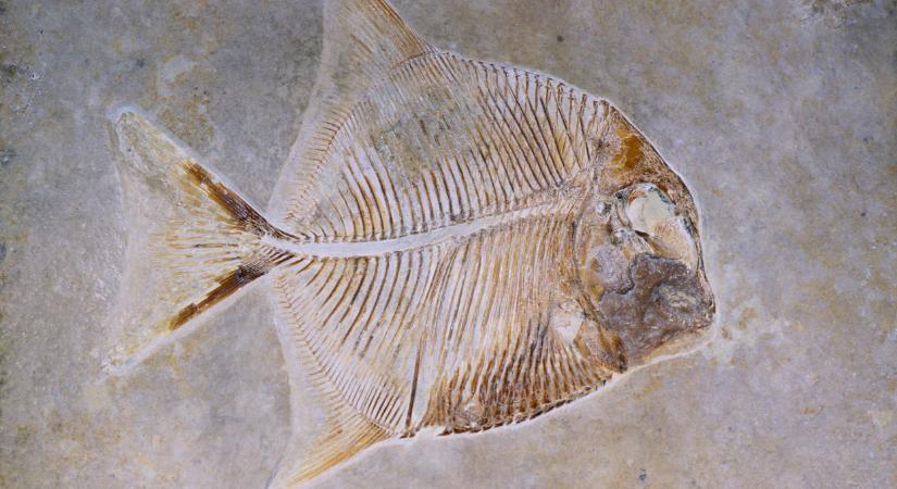 Hihetetlen, mit találtak a kutatók: új őshalfajt fedeztek fel a Bakonyban