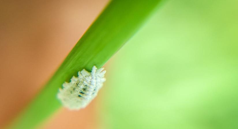 Most nézze át a szobanövényeit, a legveszélyesebb kártevőt is megtalálhatja rajtuk