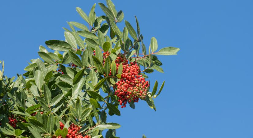 Vége a hagyma egyeduralmának Makón? Meglepő egzotikus gyümölcs hódítja meg a várost