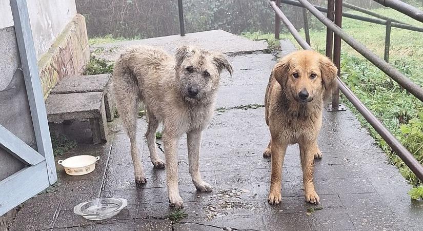 Kóbor kutyák a vasútállomáson – gazdáikat keresik az állatvédők