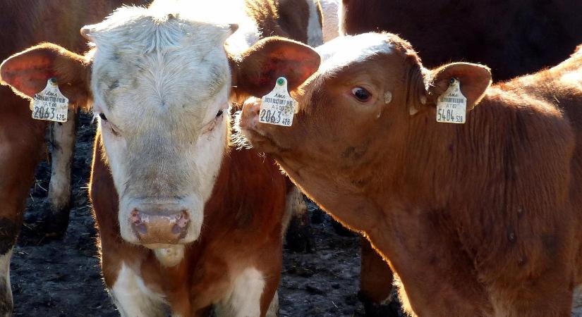 Ismét célzott támogatást kapnak a szarvasmarha tenyésztők
