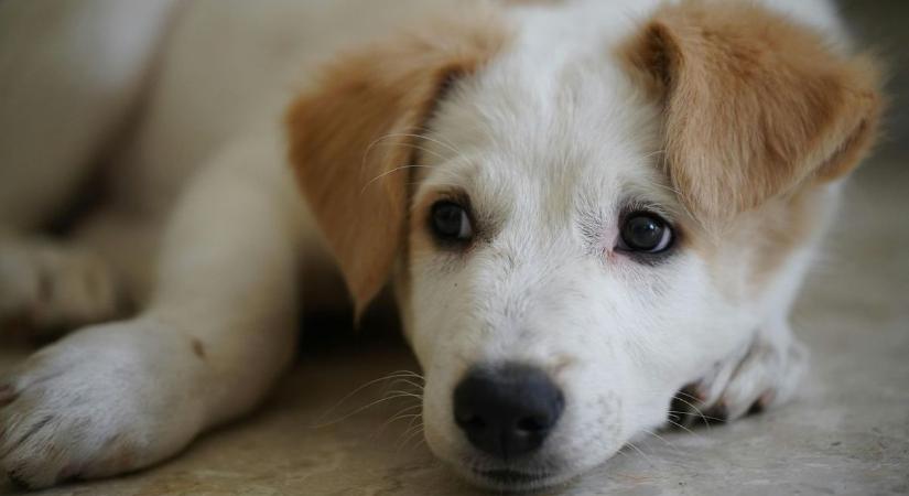 Milliós birság járhat annak, aki utcára dobja a megunt kiskedvencét