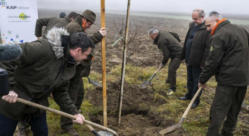 Csak eddig 56 ezer fát ültettek
