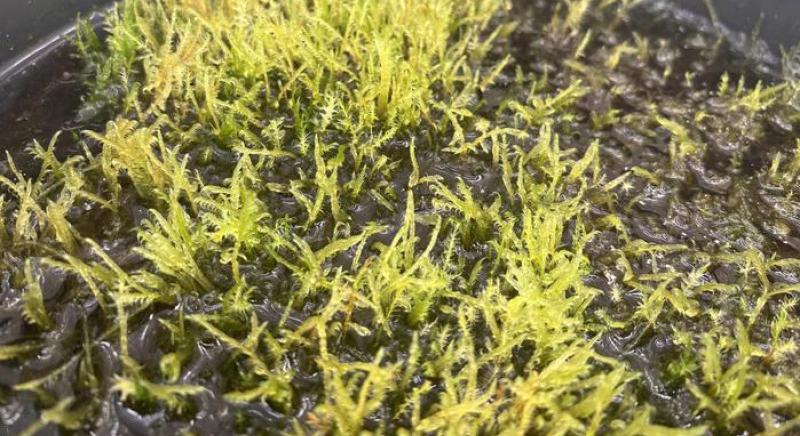 Víztisztítás természetesen: ez a moha képes kivonni a káros fémeket a szennyezett vízből