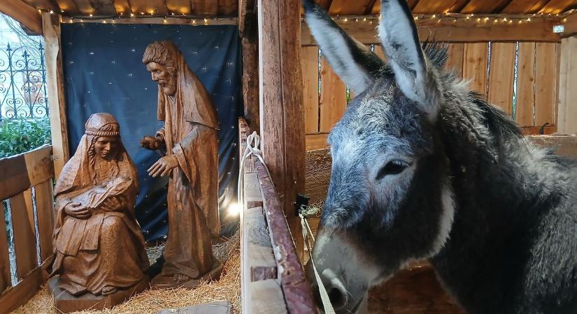 Élő betlehem a zalai városban – a fából faragott Szent Család mellett juhok és szamarak várják a látogatókat (galéria, videó)