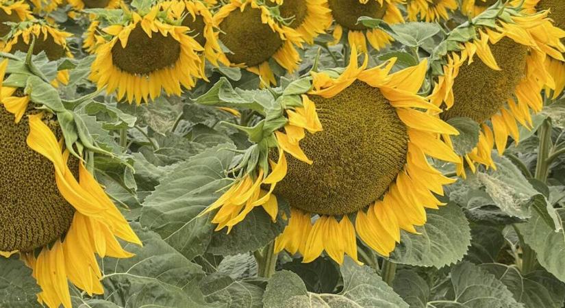 Napraforgóból is tudunk újat mutatni