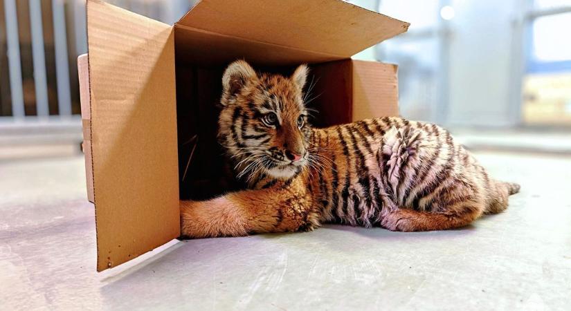 Hírhedt drogbáró nevét kapta a tiszafüredi tigris