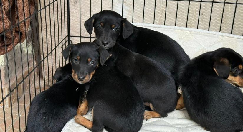 Hat kiskutyára bukkantak a faluban, a drámai következményeket most tudták meg a helyiek
