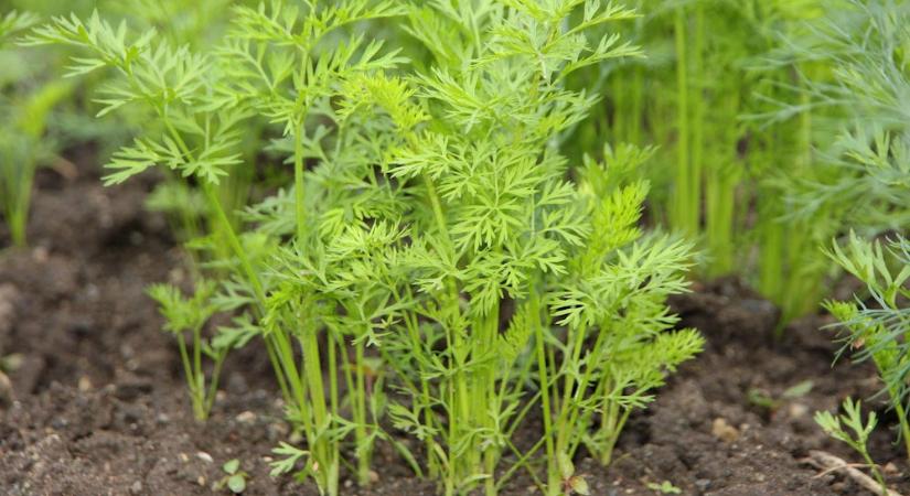 A régi módszer, amit újra felfedeztünk: a melegágy – a komposzt radiátora