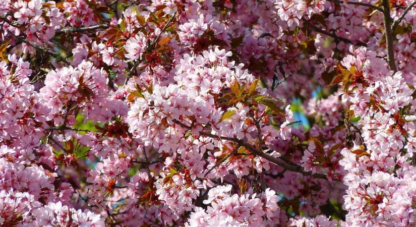 Vérszilva – a kert bíborruhás tavaszkirálynője