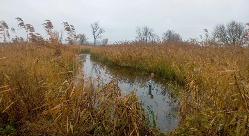 Amíg csak a tervezés ötmillió forint, a gazda rázni fogja a fejét, mint a csökönyös ló