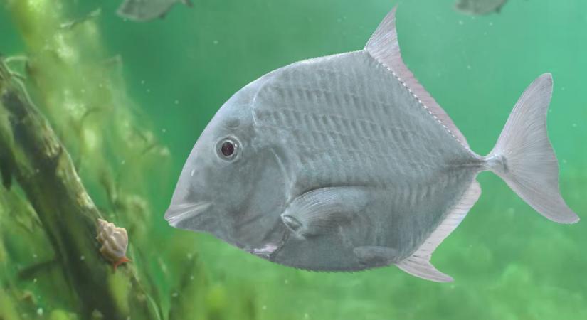 Gyöngysorszerű fogazattal rendelkező őshalfajt fedeztek fel a Bakonyban