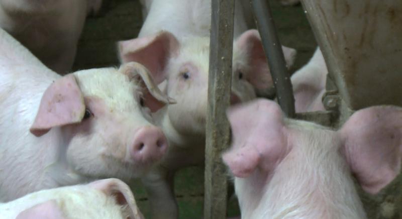 Hitelmoratórium a gazdáknak