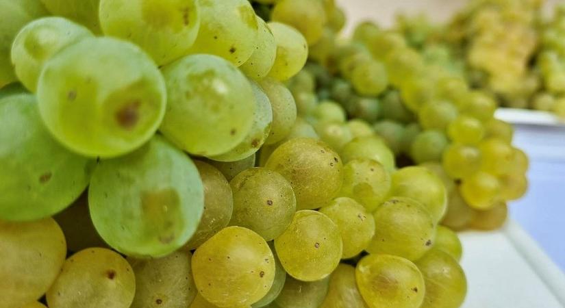 Felütötte a fejét a rejtélyes betegség, teljes zárlatot rendeltek el a hatóságok