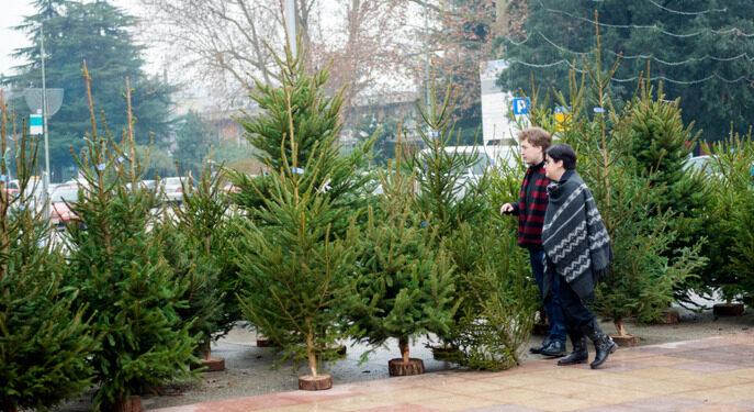 KARÁCSONYFA DECEMBERBEN – Mikortól álljanak?
