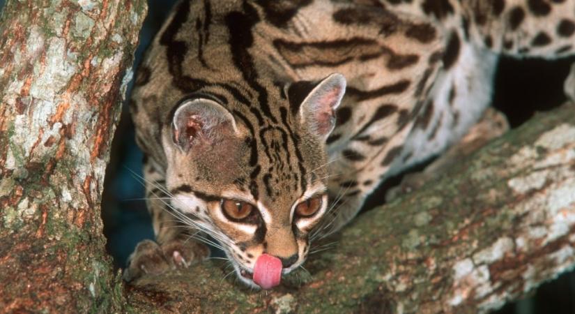 Így utánozza ez a vadmacska a préda hangját, hogy közelebb csalja magához