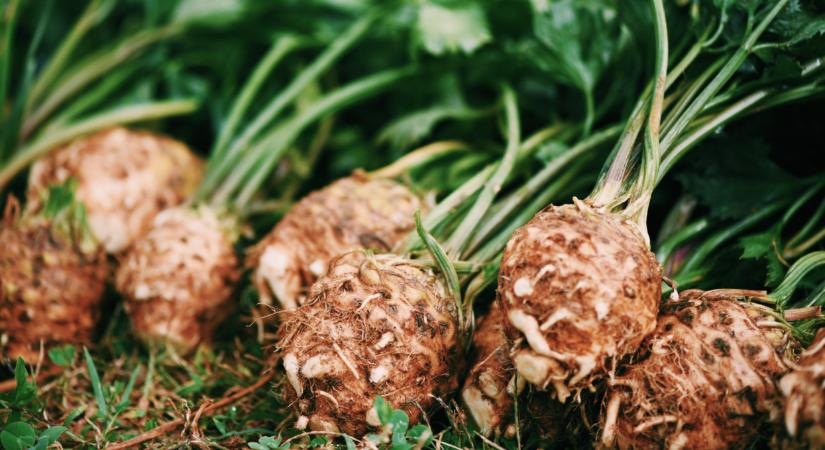 Óriási árzuhanás a piacokon: ennyibe kerül egy kiló zeller a lengyeleknél