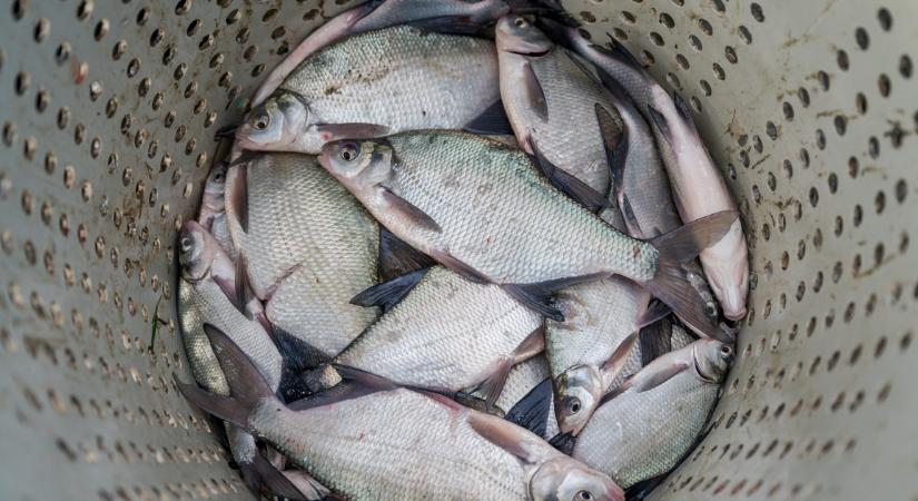 Ponty, harcsa, süllő – lesz elég az ünnepi asztalra?