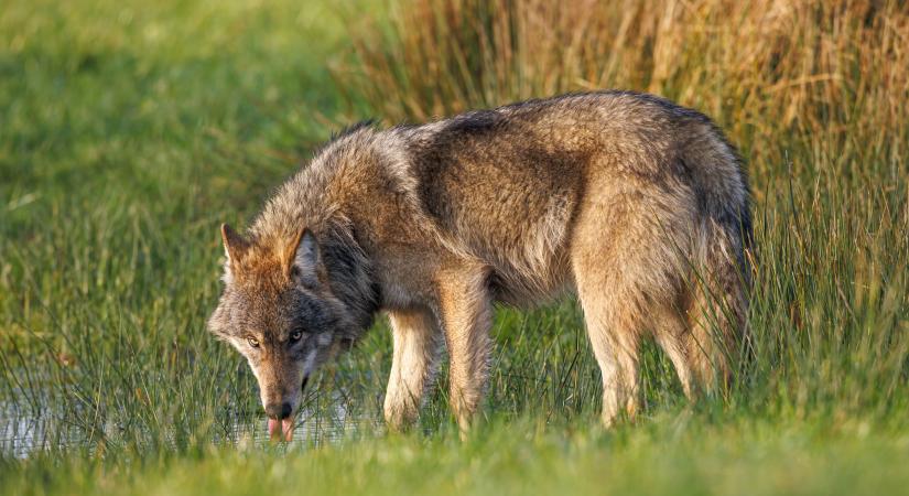 Farkasmánia: világsiker a karácsonyi reklám, de lett egy váratlan következménye is
