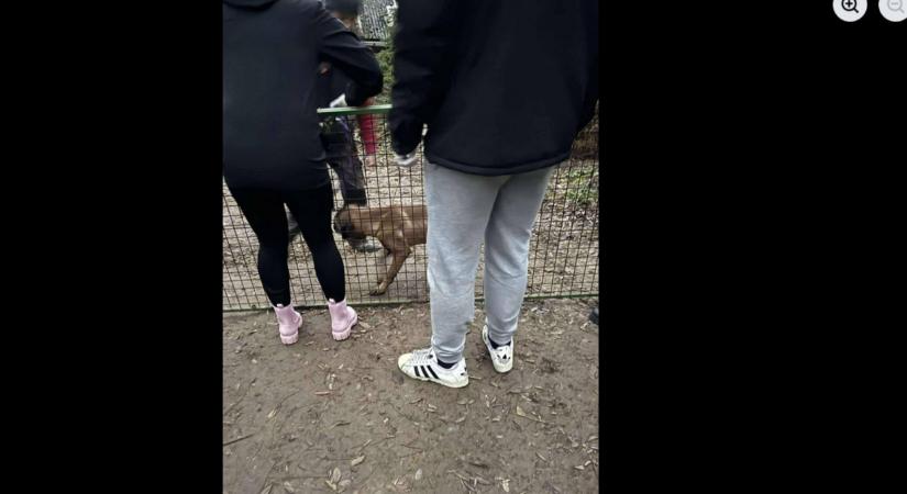 Döbbenetes állatkínzás Mogyorósbányán: brutális körülményekből menették a kutyákat  fotók