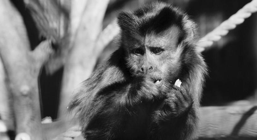 Több állat is elpusztult a pécsi állatkertben: tőlük búcsúzik a közönség!