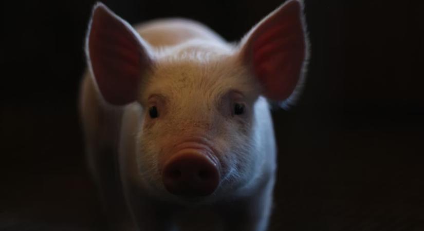 A jövő már itt kopogtat: egy sertésmáj fél évig működött egy emberben – és ez mindent megváltoztathat