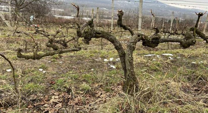 Felkészülés a metszésre