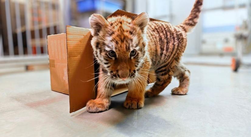 Humoruknál voltak a szavazók: kiderült, mi lesz a tiszafüredi tigriskölyök neve