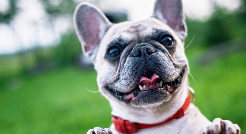 Milyen gyümölcsöt és zöldséget ehet a kutyánk?