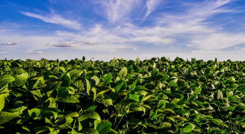 Tudatos stratégiával a szójatermesztés mellett. Érdemes velünk tartani.