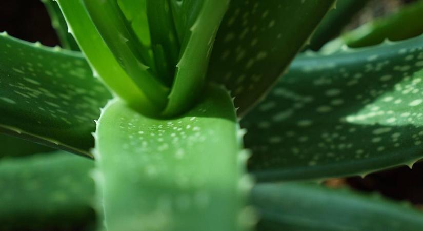 Penész a lakásban? Ezek a növények megoldják!