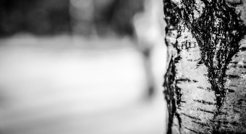 Így védd a kéregrepedéstől a fiatal fákat