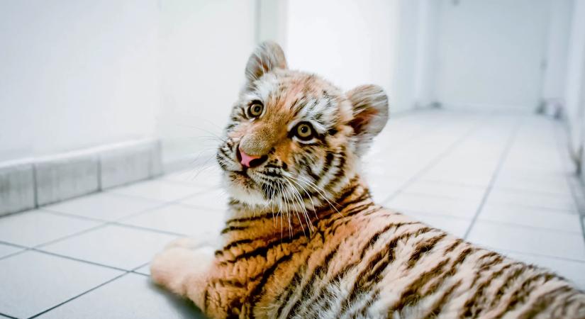 Megvan a drogdílertől elkobzott kistigris neve