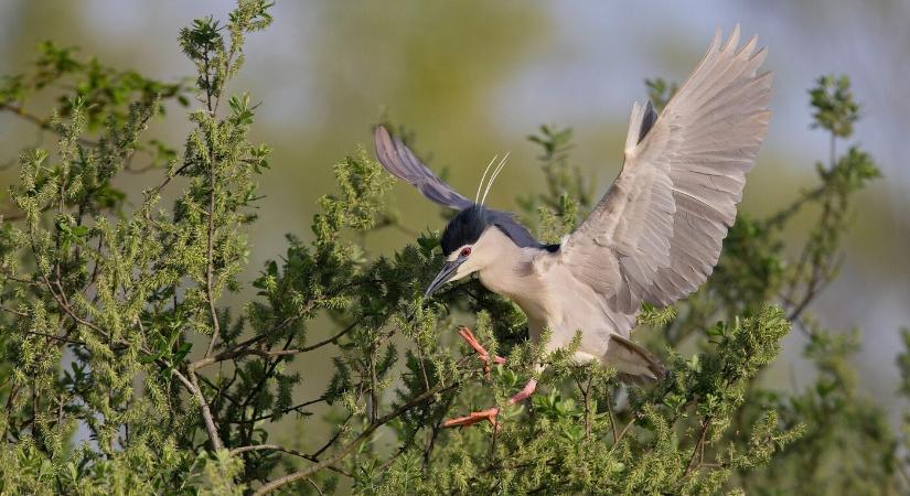 Természetvédők: Szabálytalan volt a ritka madarakat veszélyeztető fakitermelés a Galántai járásban