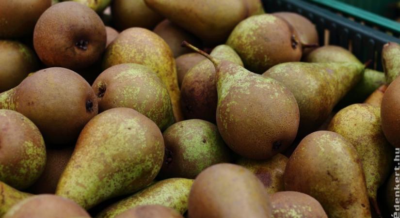Hogyan tároljuk el az almát, a körtét és a diót télire, hogy ne menjen tönkre? Elmondjuk