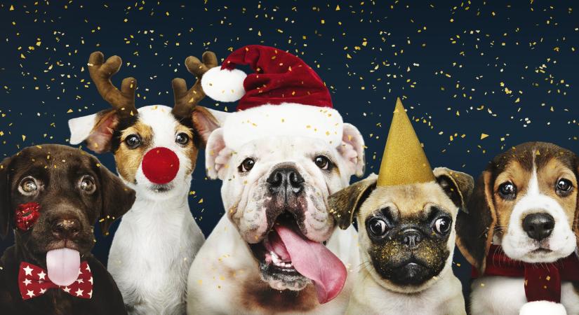 Kedvenceink felkészítése az ünnepi zajokra: védelem a petárdák és tűzijáték idején