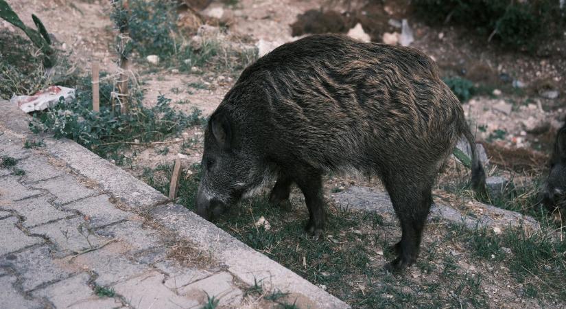 Változott a vadászati törvény – a gazdákat is érinti