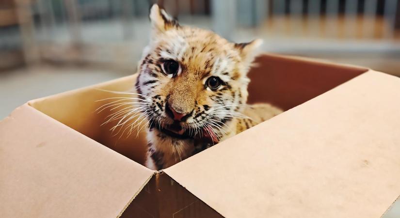 A Pablo nevet kapta a tiszafüredi drograzzián talált kistigrist