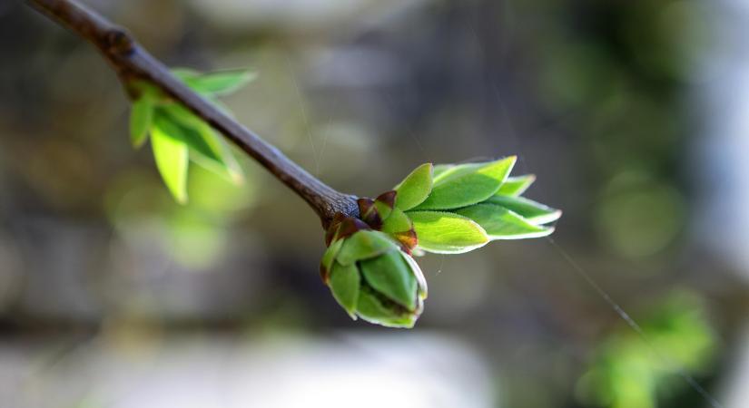 Vince napja az óvodában