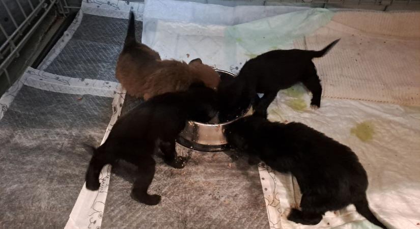 Borzasztó, ami történt: csöppségeket dobtak a tópartra